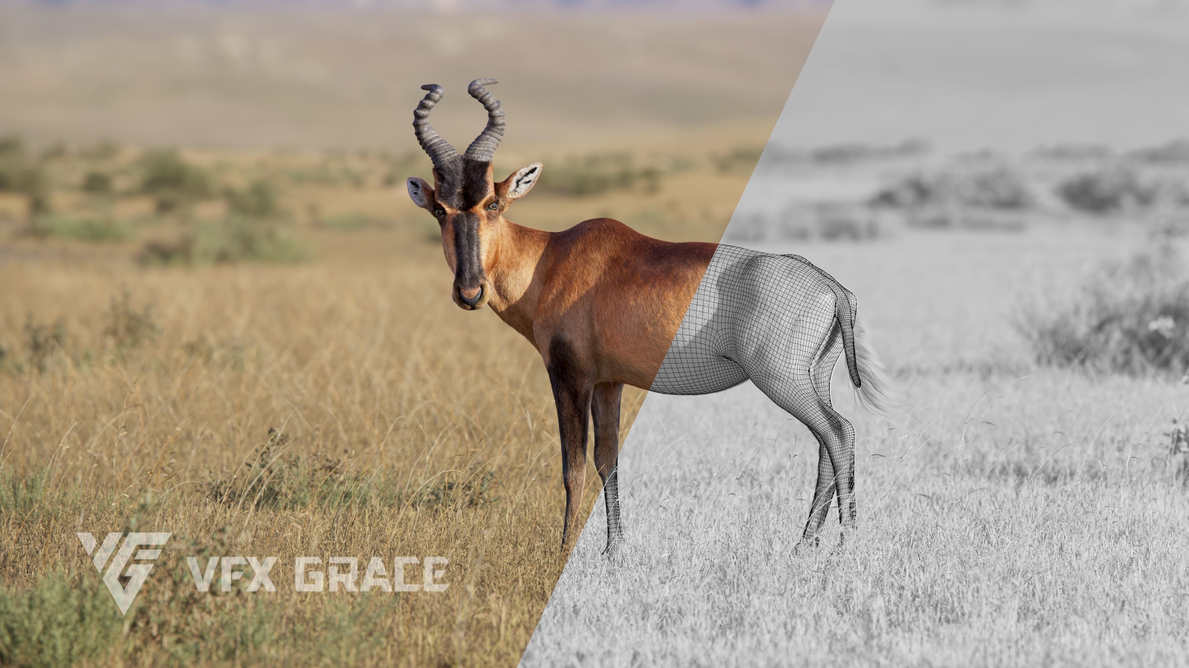 Buselaphus  VFX Grace 3D model_12