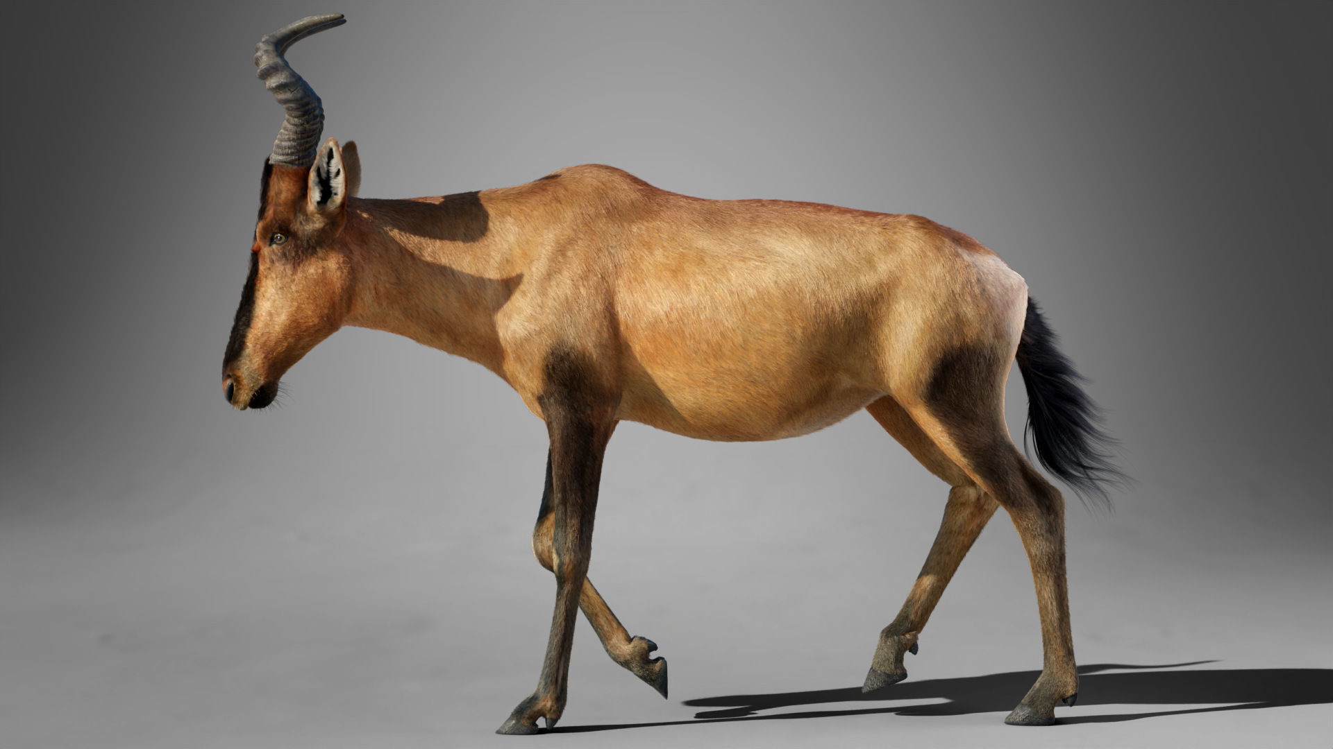 Buselaphus  VFX Grace 3D model_13