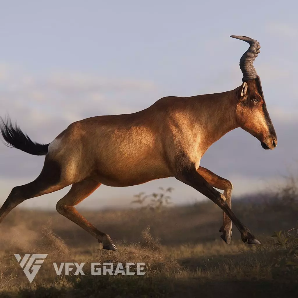 Buselaphus  VFX Grace 3D model_0