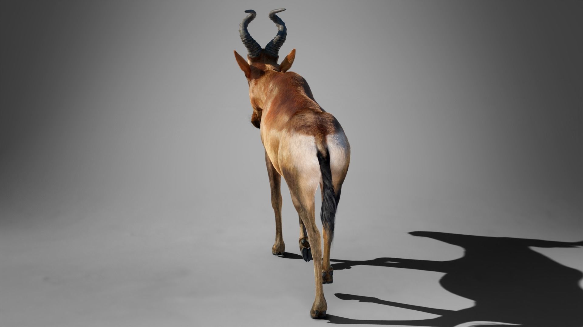 Buselaphus  VFX Grace 3D model_16
