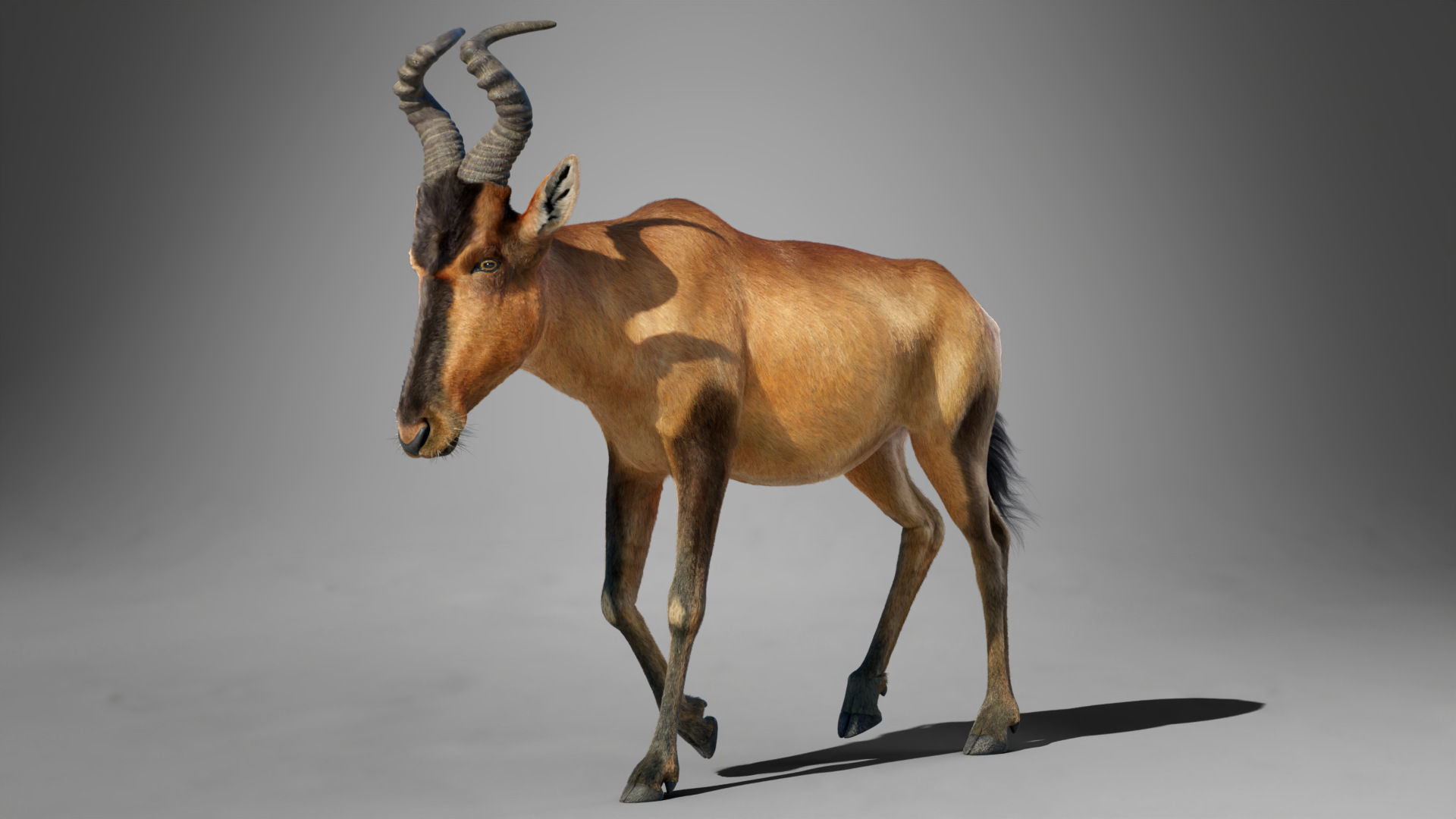 Buselaphus  VFX Grace 3D model_14