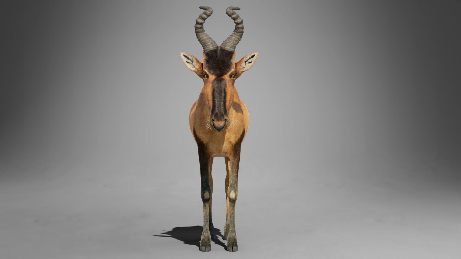 Buselaphus  VFX Grace 3D model_15