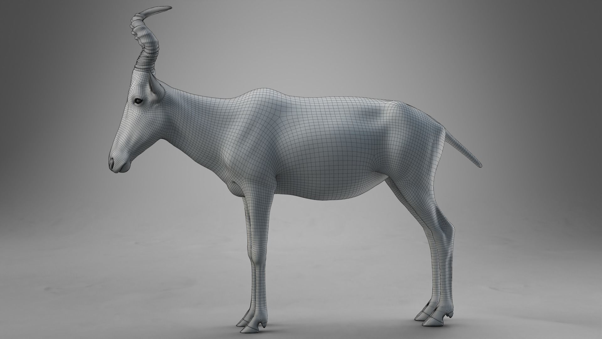 Buselaphus  VFX Grace 3D model_25