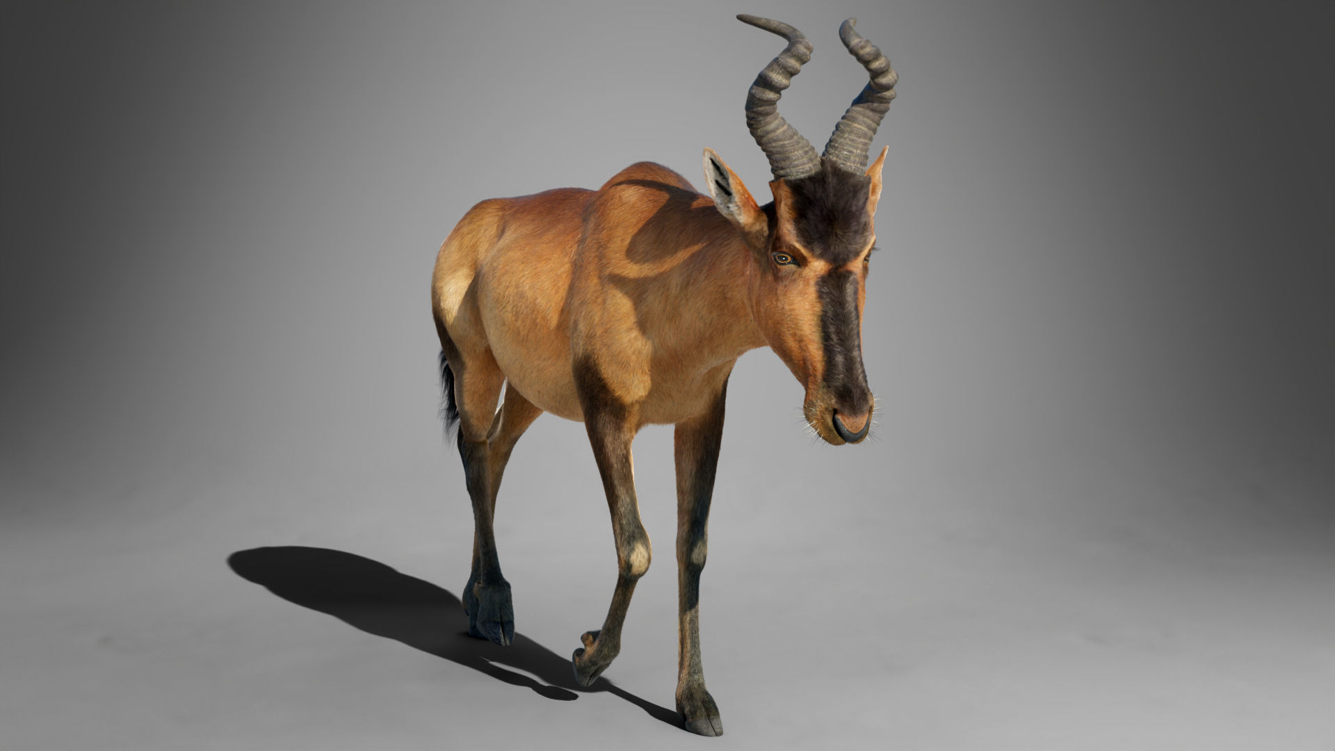 Buselaphus  VFX Grace 3D model_18