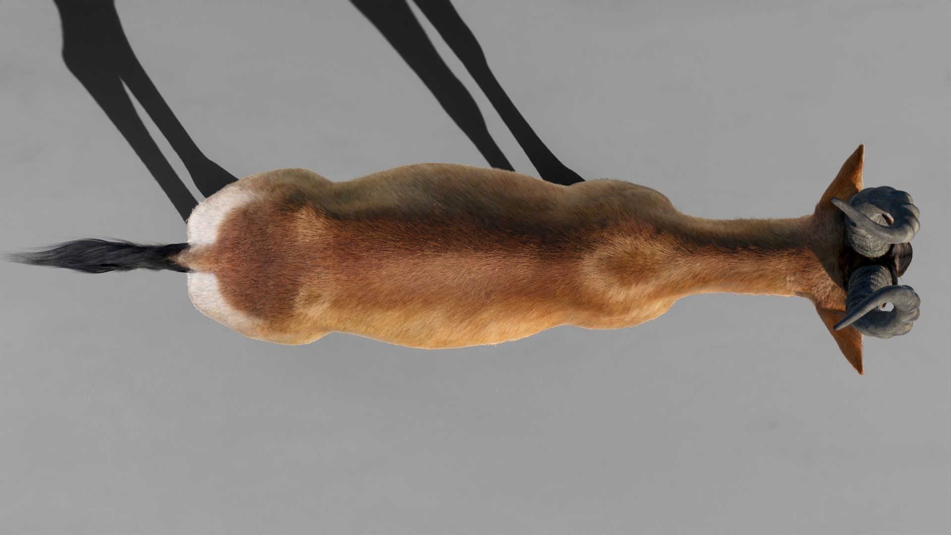 Buselaphus  VFX Grace 3D model_17