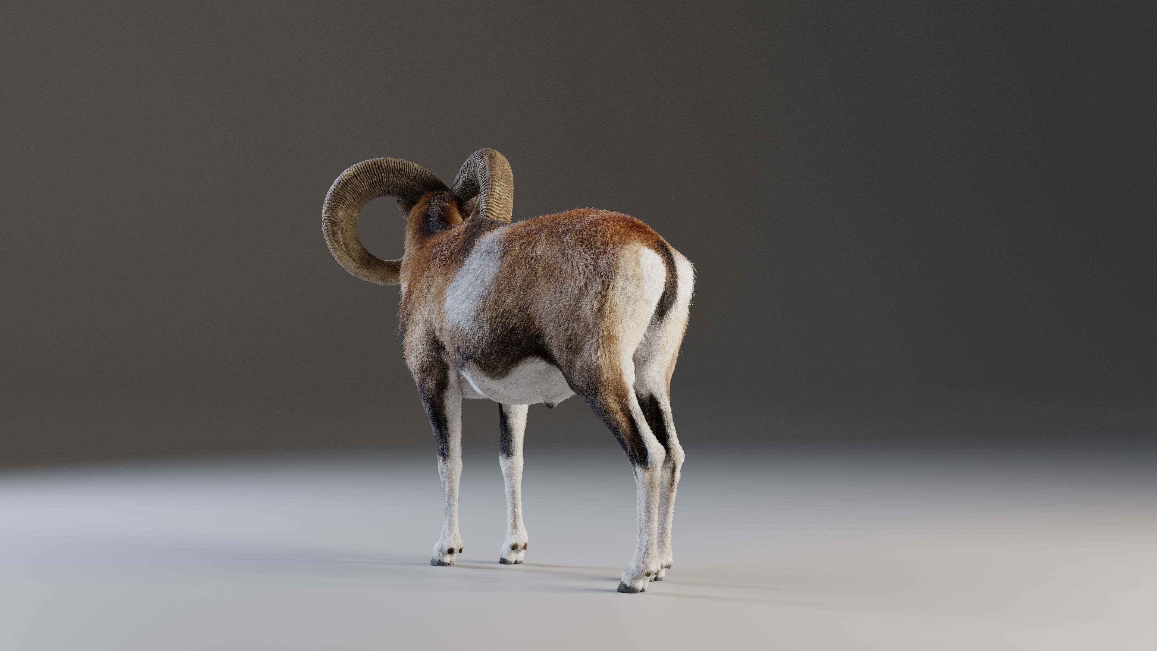 Ovis Ammon Male Animated - VFX Grace 3D model_10