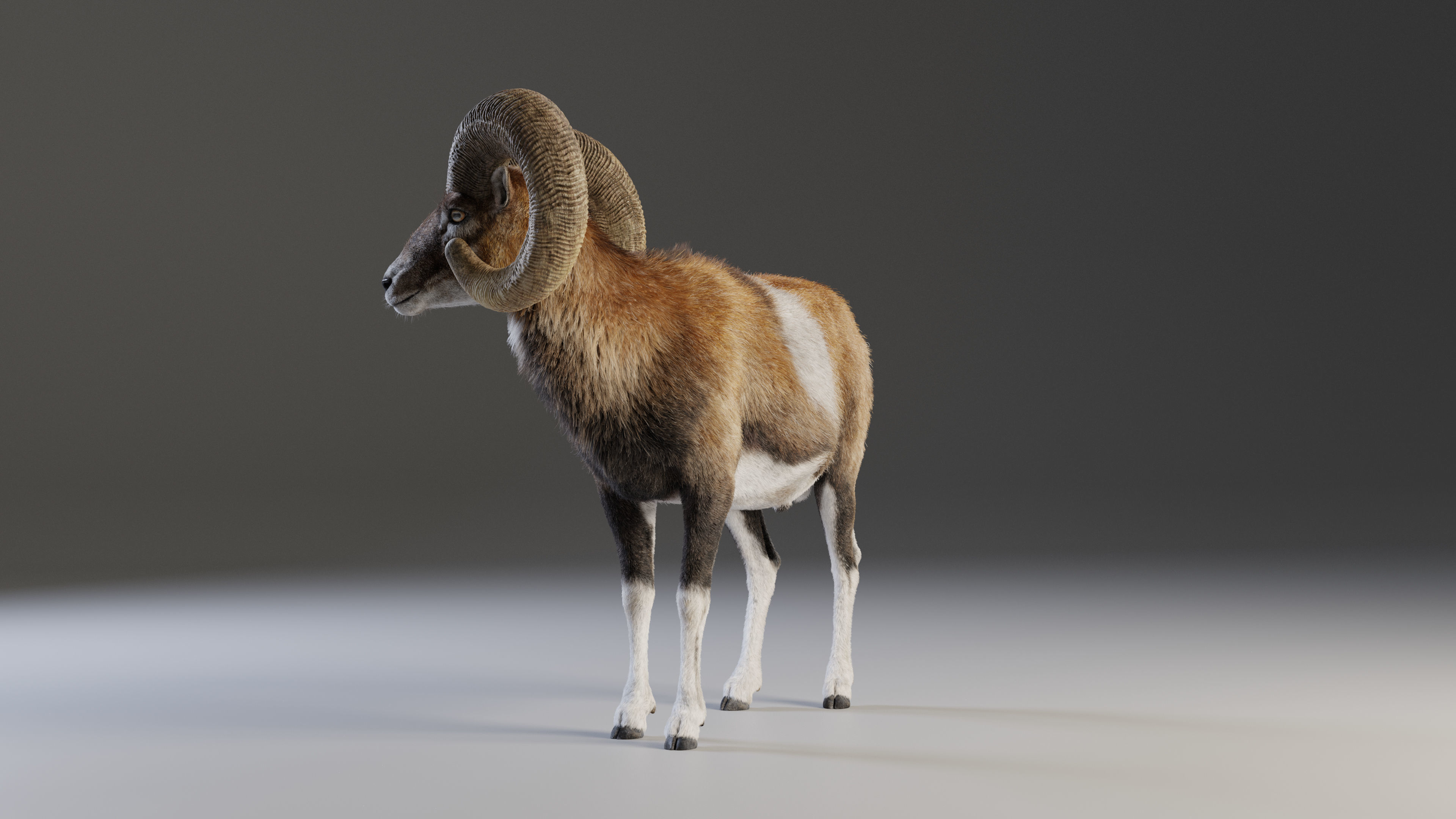Ovis Ammon Male Animated - VFX Grace 3D model_7