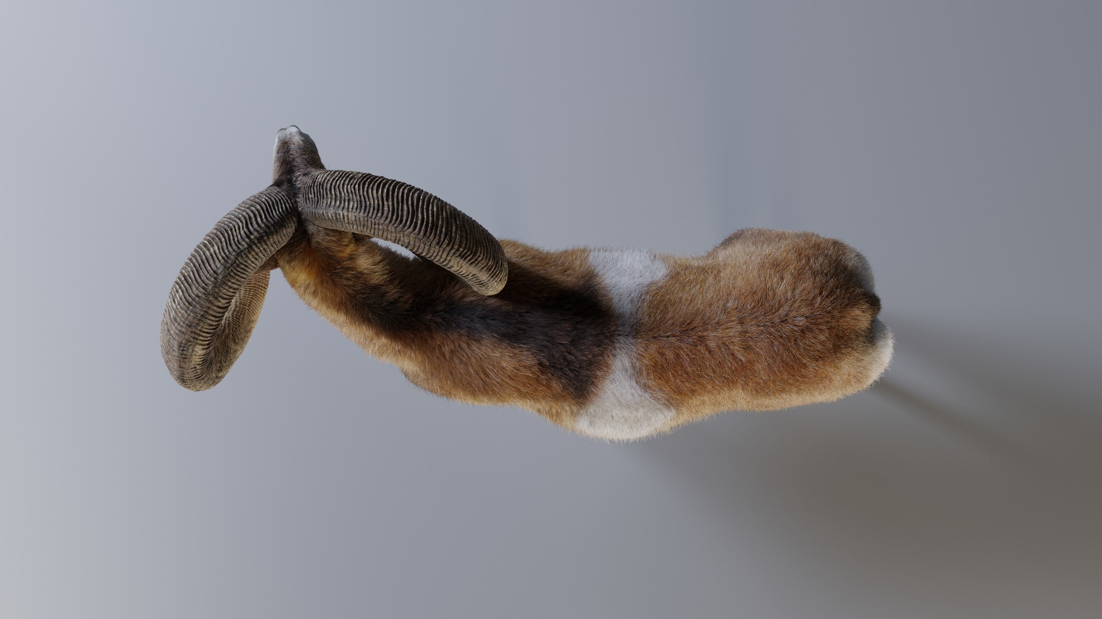 Ovis Ammon Male Animated - VFX Grace 3D model_11