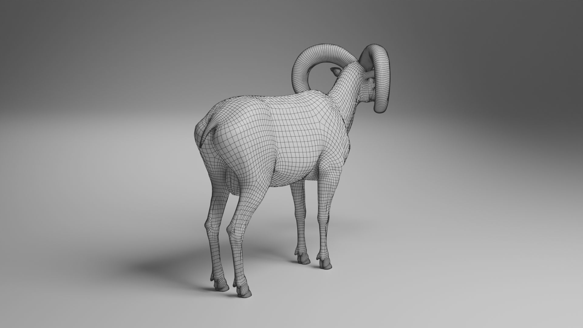 Ovis Ammon Male Animated - VFX Grace 3D model_23