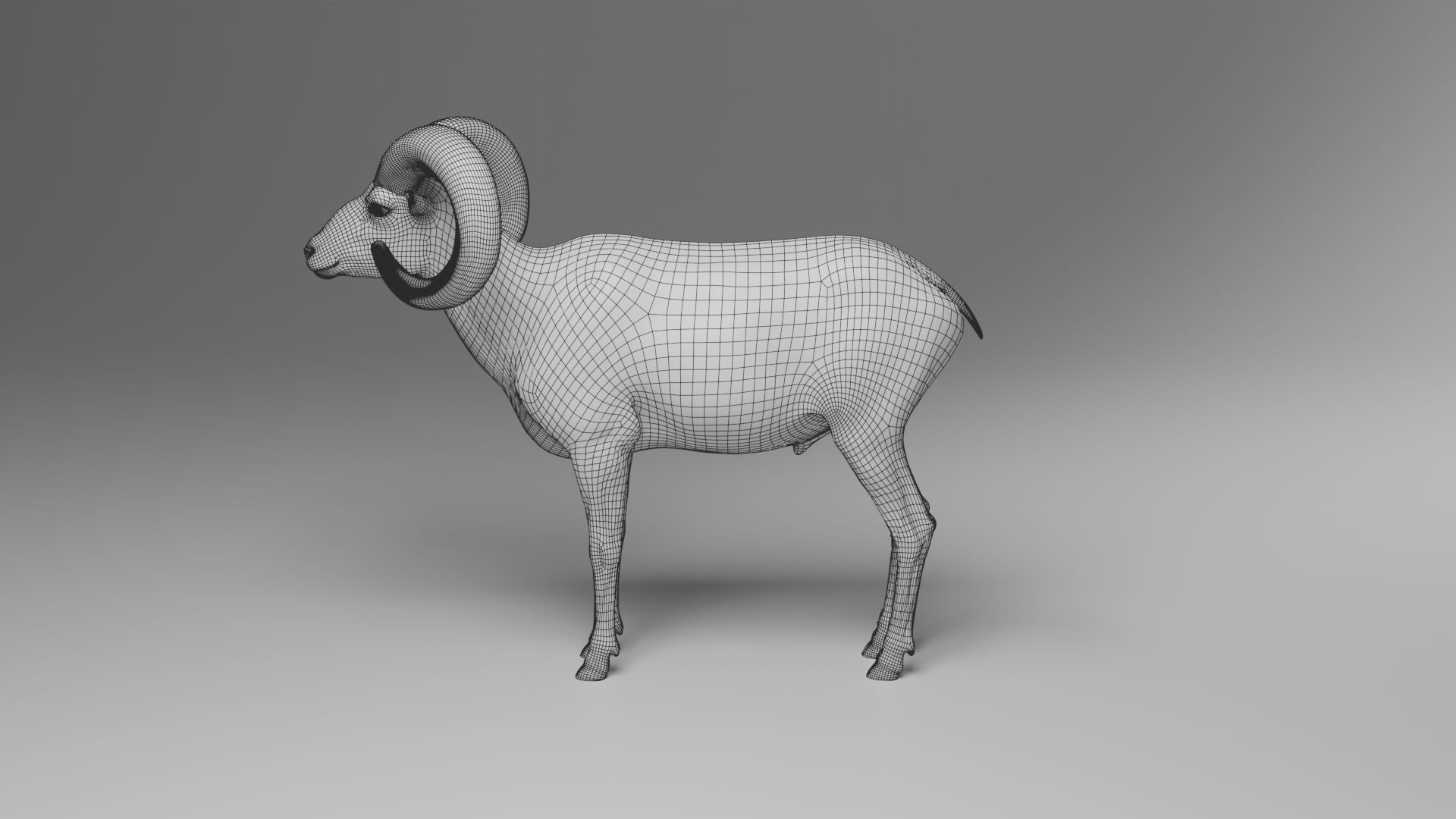 Ovis Ammon Male Animated - VFX Grace 3D model_21