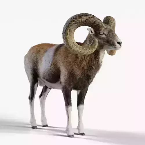 Ovis Ammon Male Animated - VFX Grace 3D model