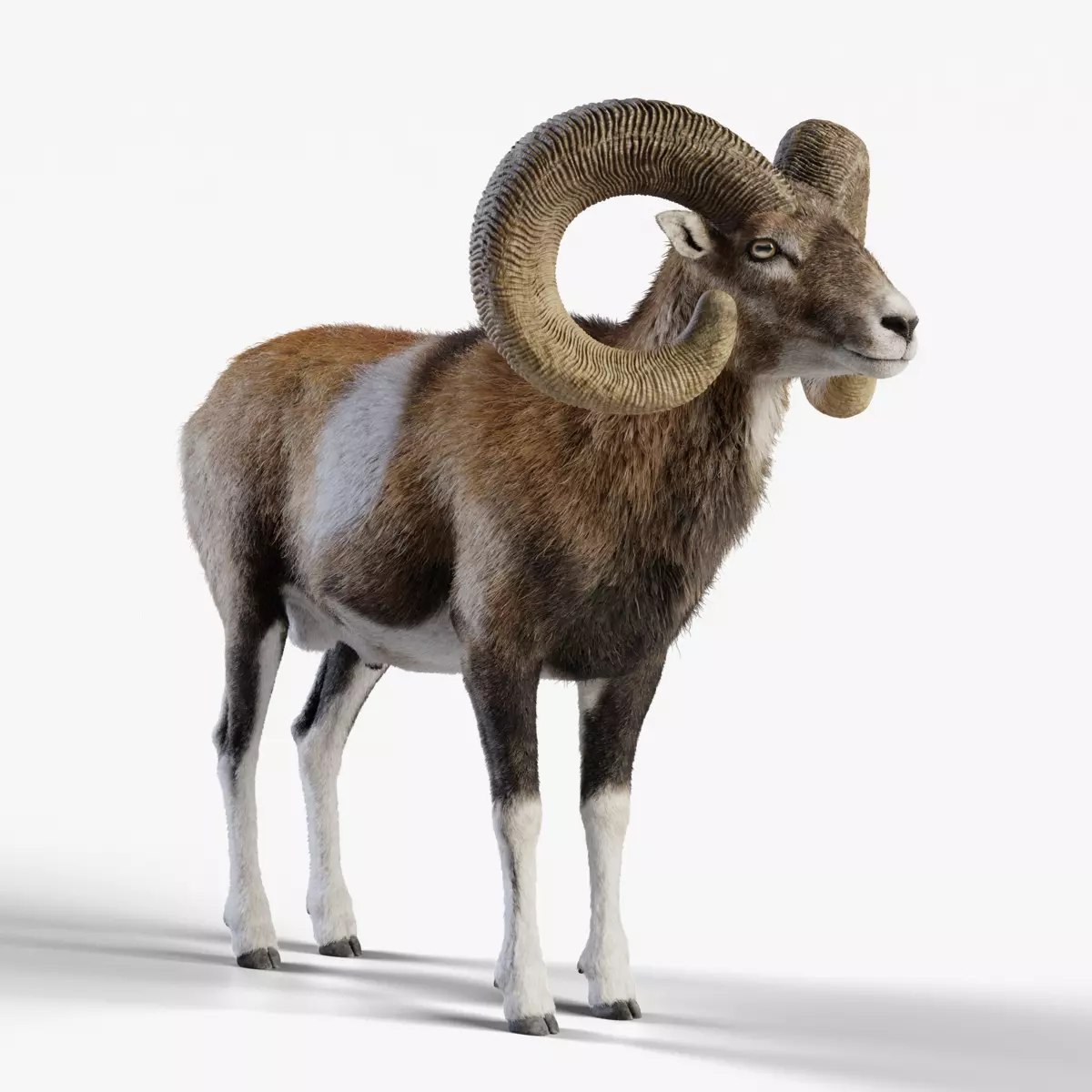 Ovis Ammon Male Animated - VFX Grace 3D model_0