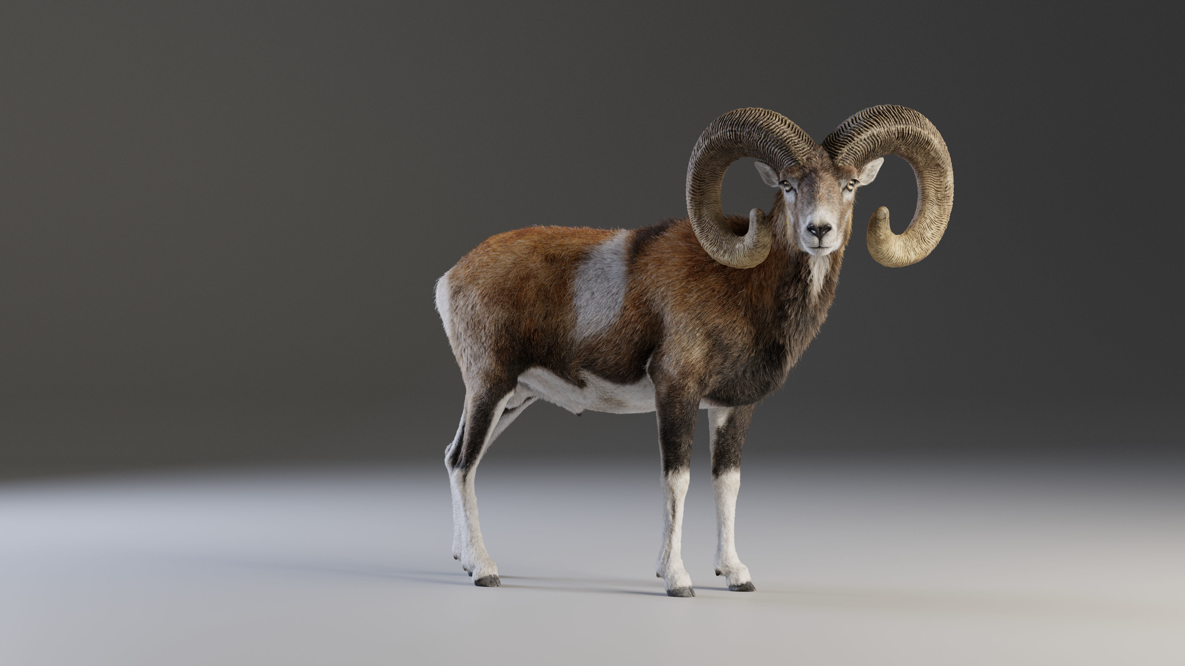 Ovis Ammon Male Animated - VFX Grace 3D model_6