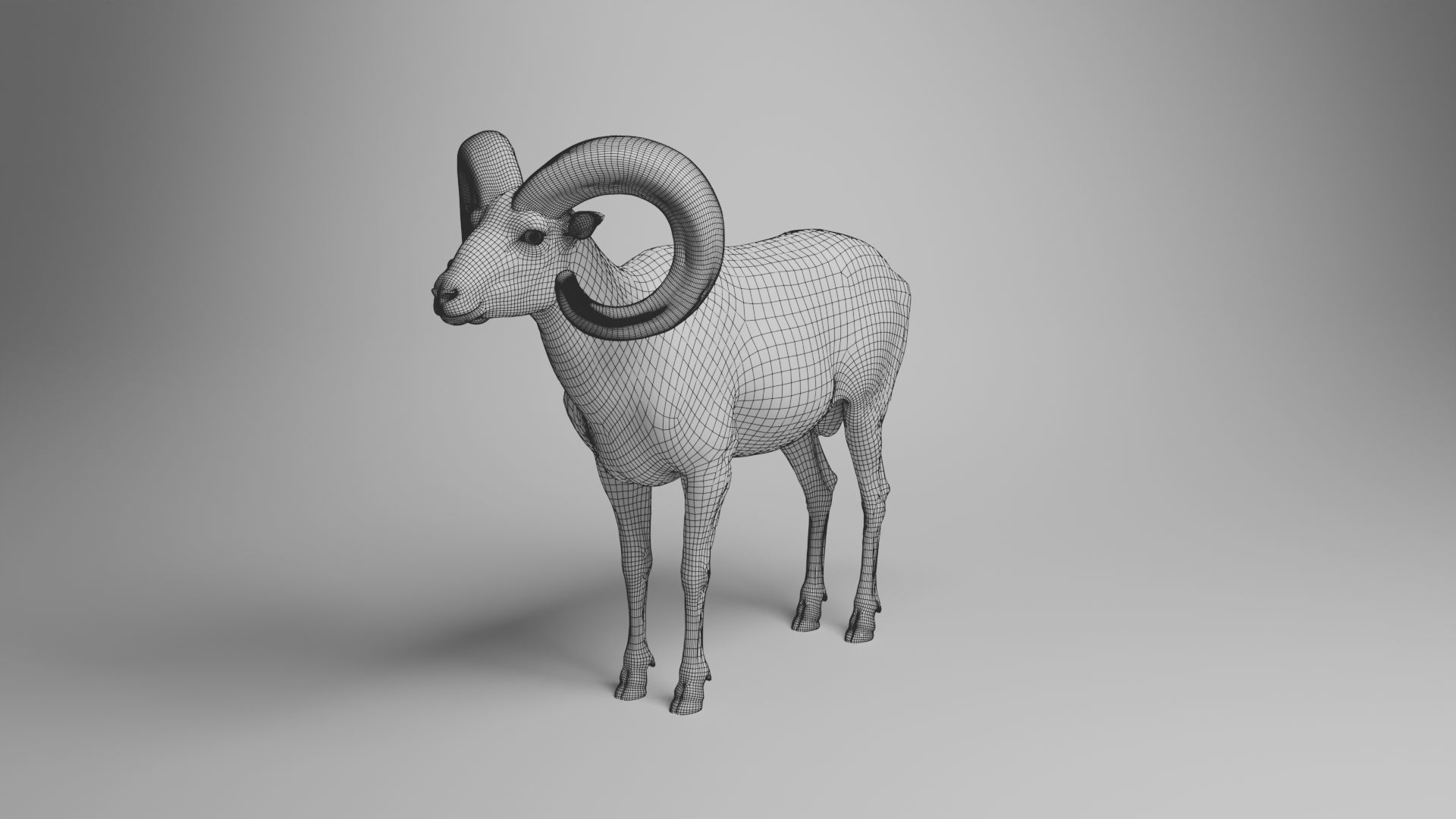 Ovis Ammon Male Animated - VFX Grace 3D model_22