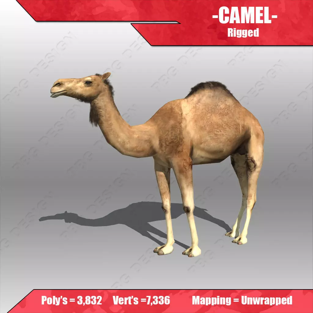 Camel 3D model_0