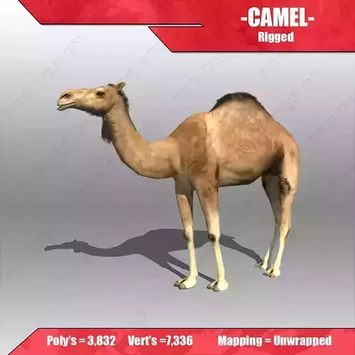 Camel