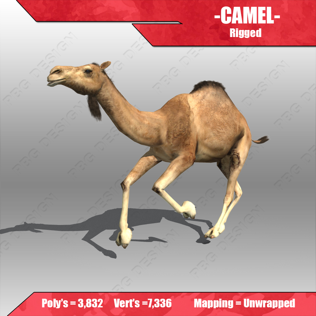 Camel 3D model_4