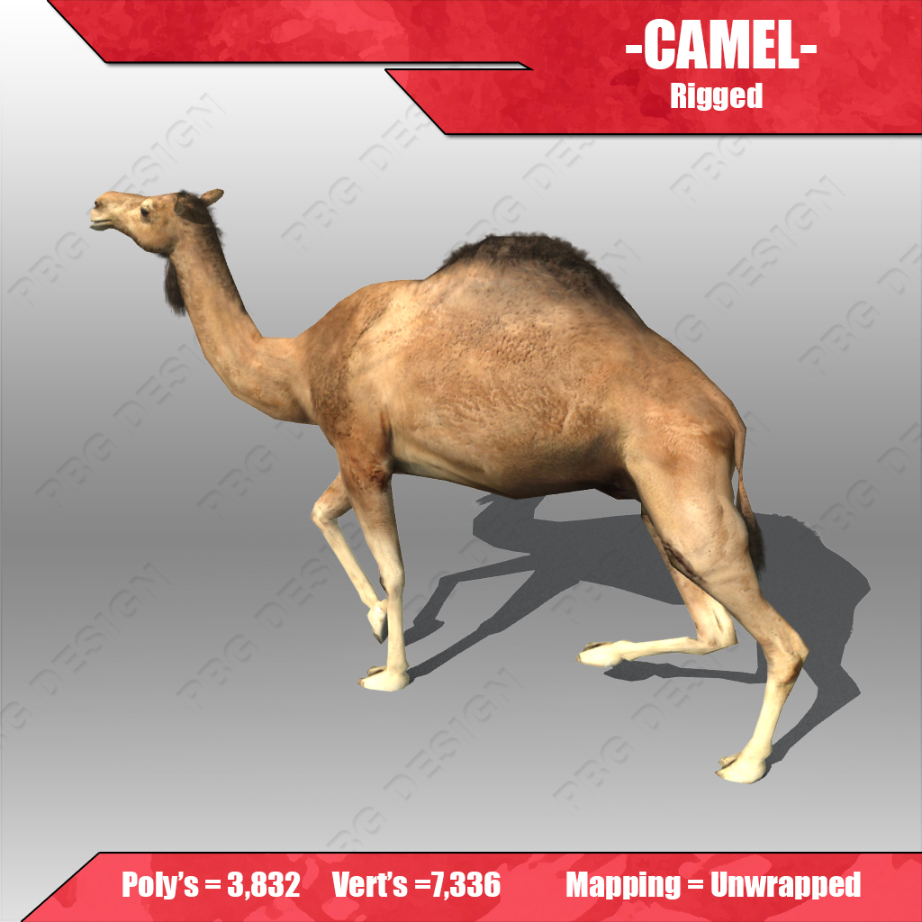 Camel 3D model_2
