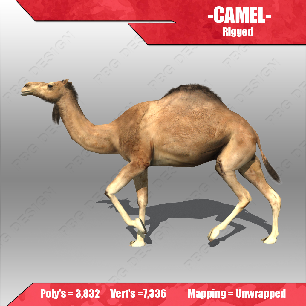 Camel 3D model_1