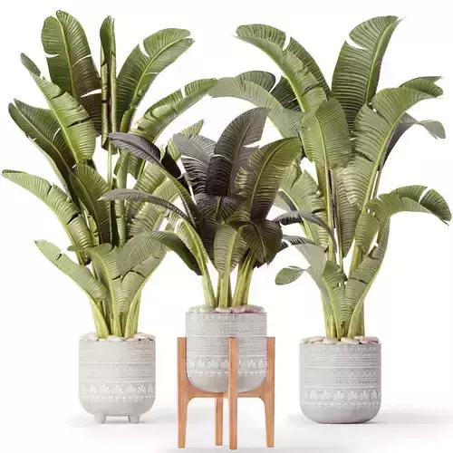 Banana Palm Set -14 3D model