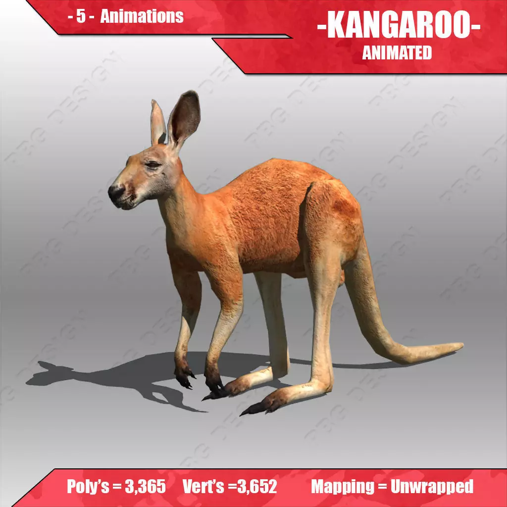 Kangaroo Animated 3D model