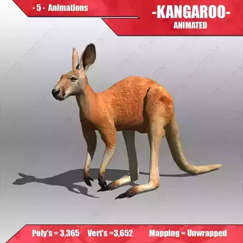 Kangaroo Animated 3D model
