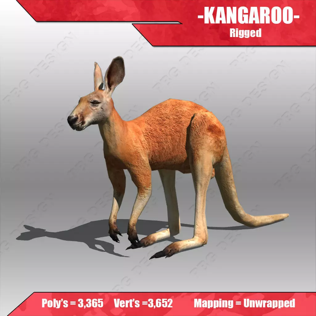 Kangaroo 3D model_0