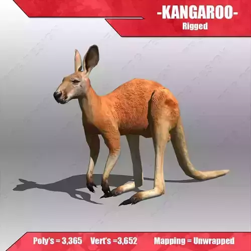 Kangaroo 3D model