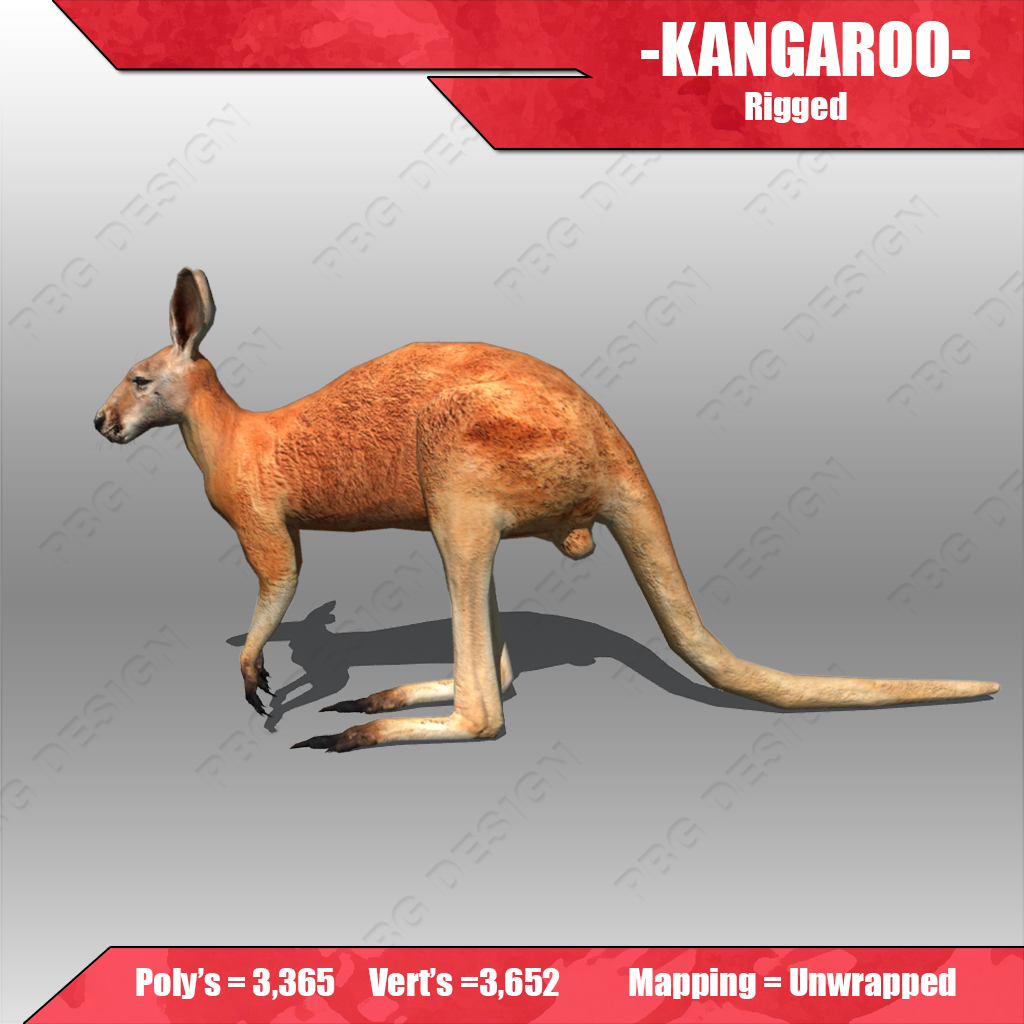 Kangaroo 3D model_3