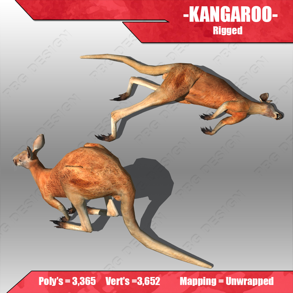 Kangaroo 3D model_1