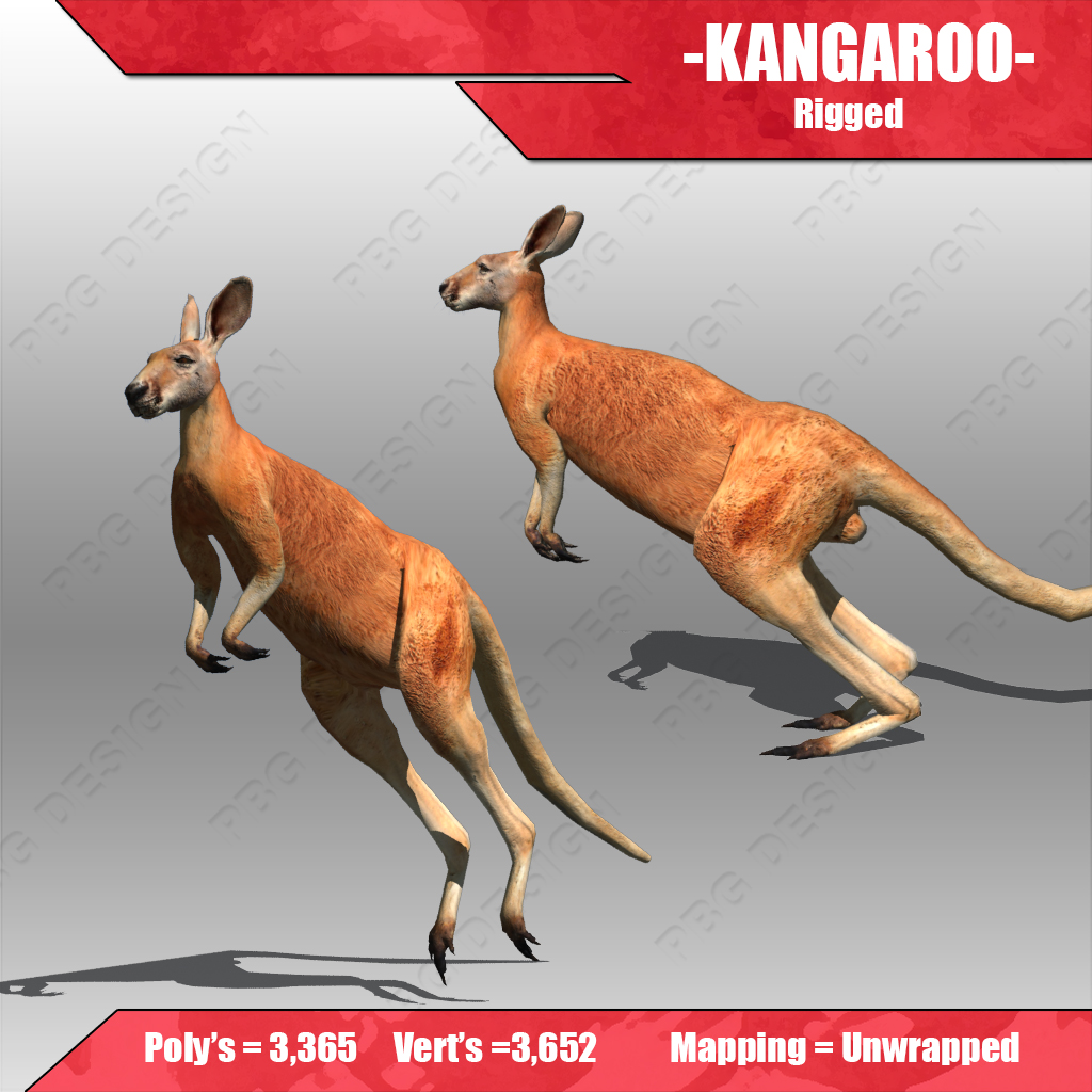 Kangaroo 3D model_2
