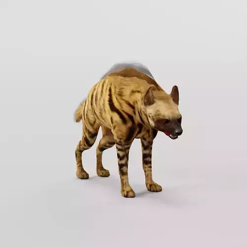 Striped Hyena Male Animal  Low-poly 3D model