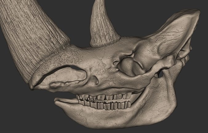 Woolly Rhinoceros Skull 3D print model