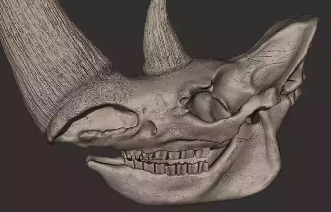 Woolly Rhinoceros Skull 3D print model
