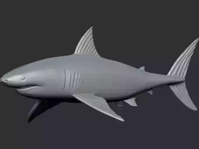 White Shark 3D print model