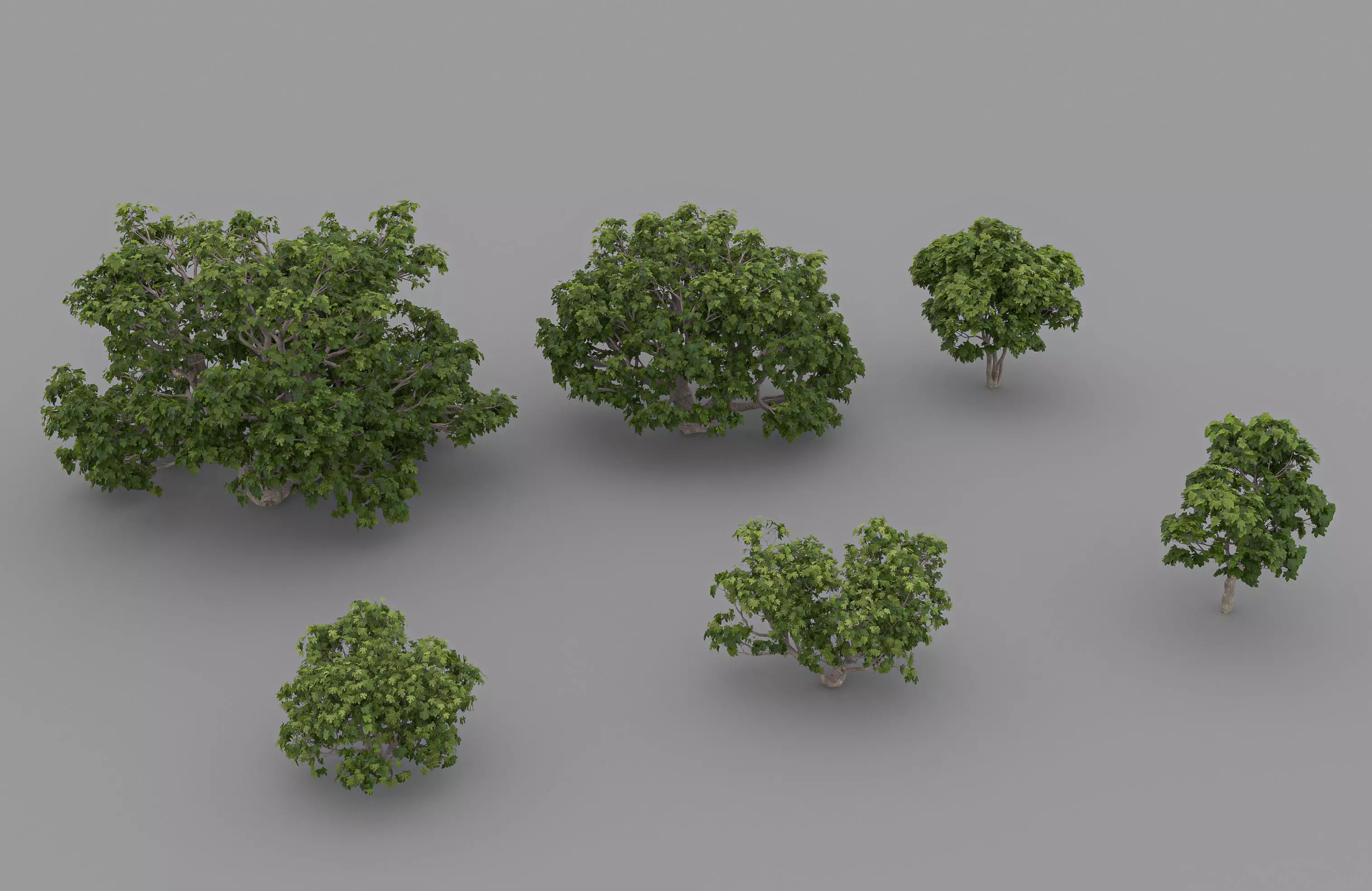 Ficus arica tree 3D model