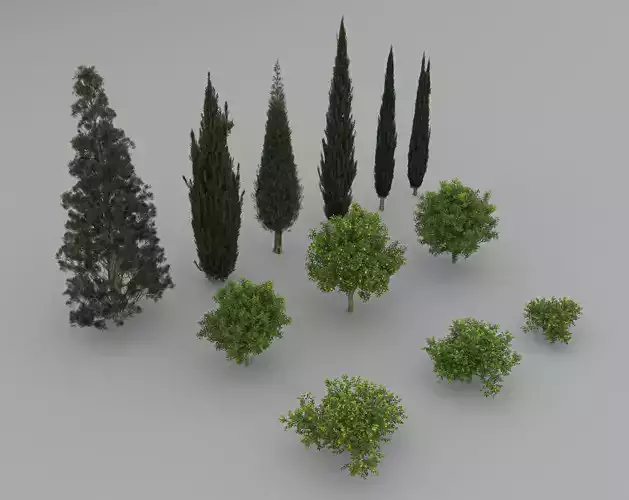 Citrus limon and Cupressus sempervirens