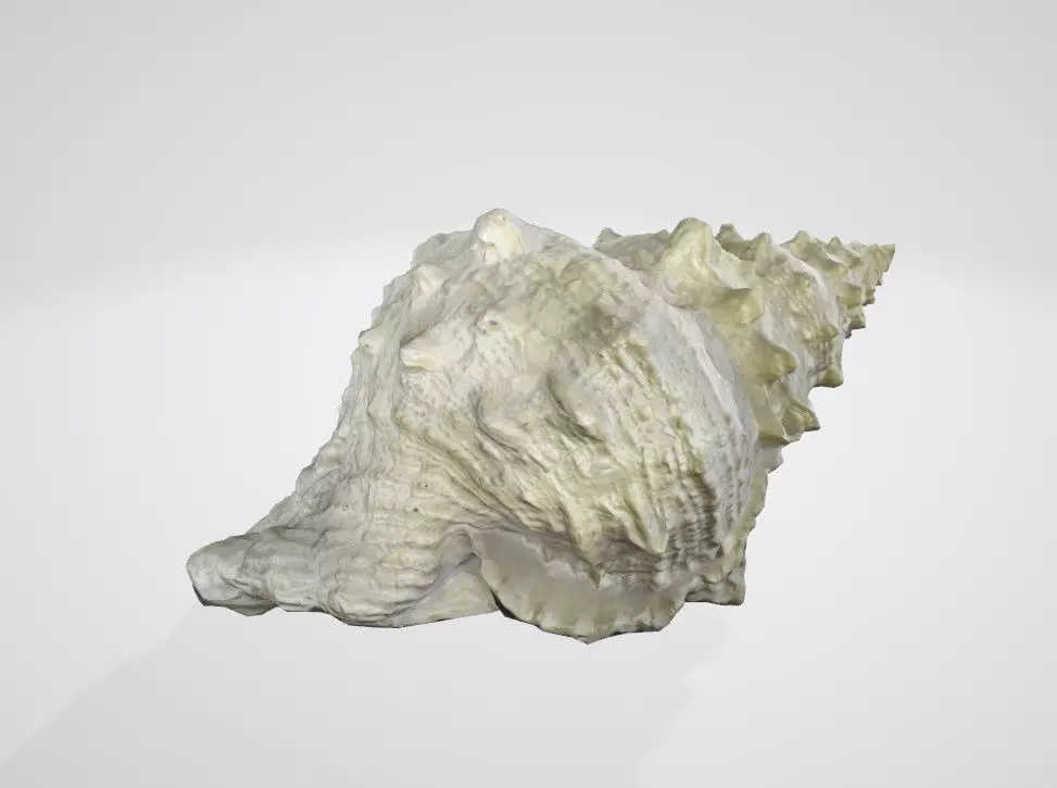 High texture quality Seashell snail sea shell Low-poly 3D model