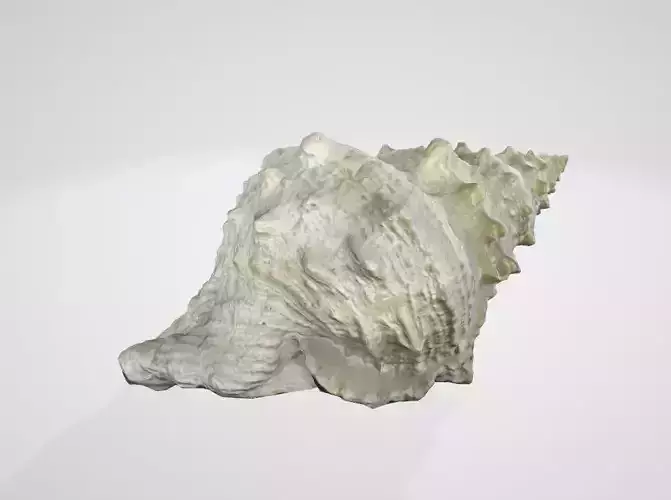 High texture quality Seashell snail sea shell