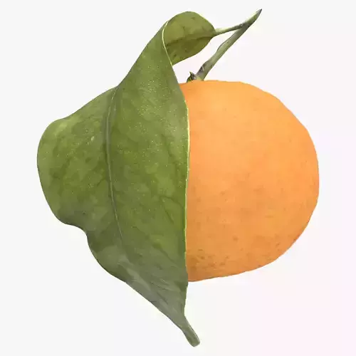 Mandarin Orange or Tangerine