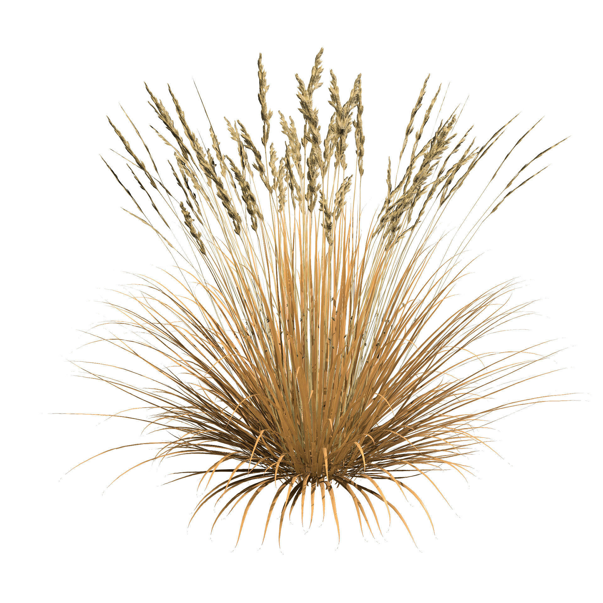 All-Season Blue Fescue 3d model Low-poly 3D model_5