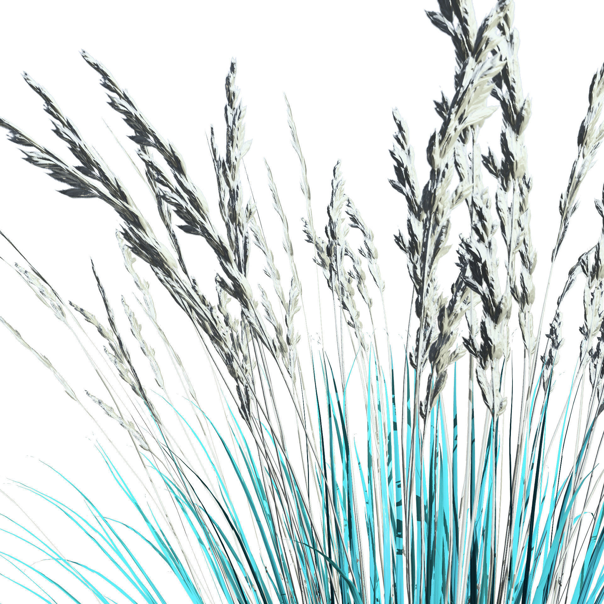 All-Season Blue Fescue 3d model Low-poly 3D model_6