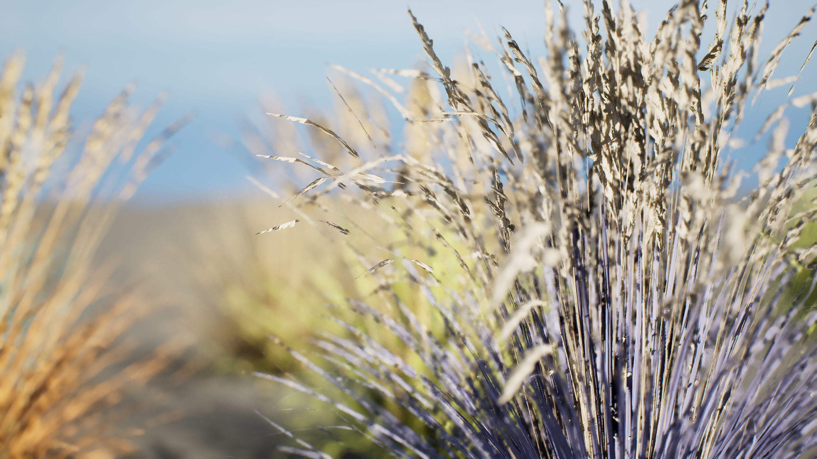 All-Season Blue Fescue 3d model Low-poly 3D model_16