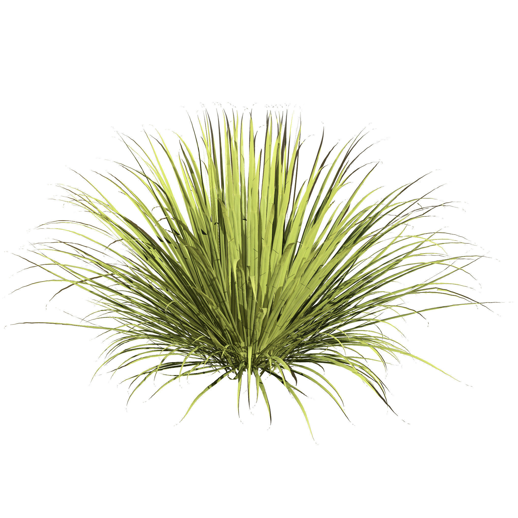 All-Season Blue Fescue 3d model Low-poly 3D model_7