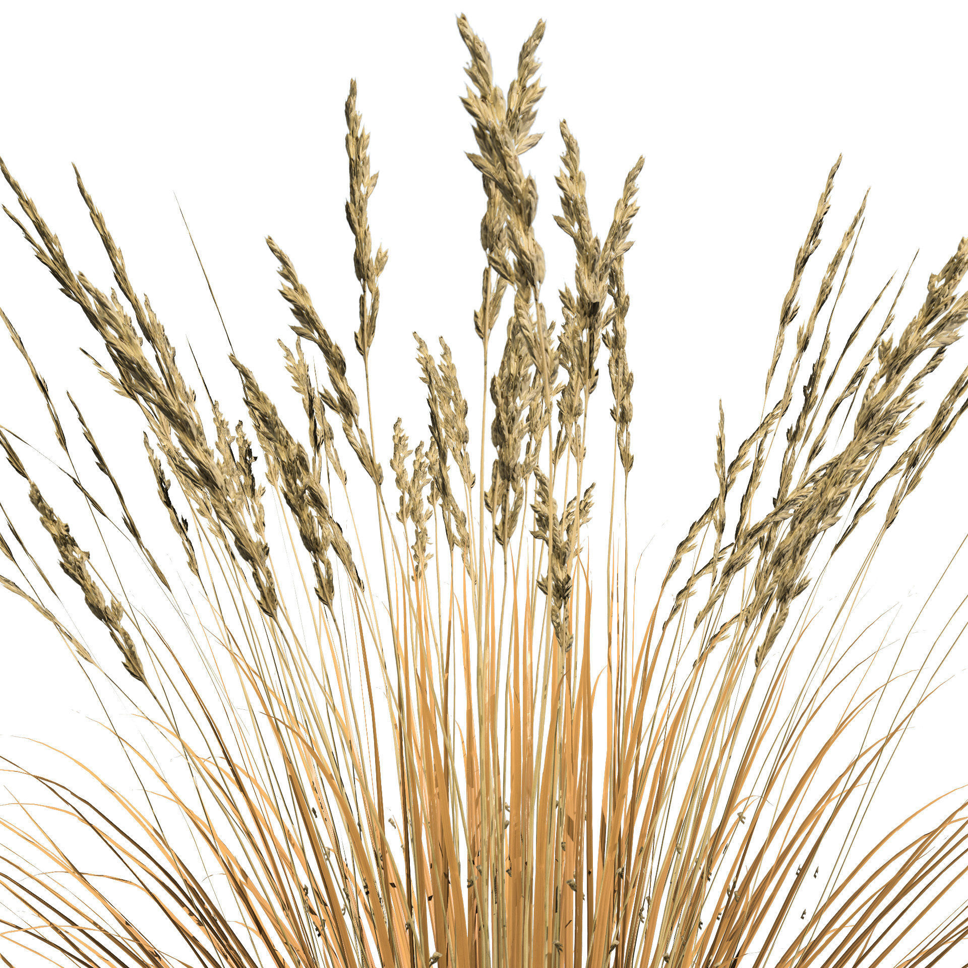 All-Season Blue Fescue 3d model Low-poly 3D model_3