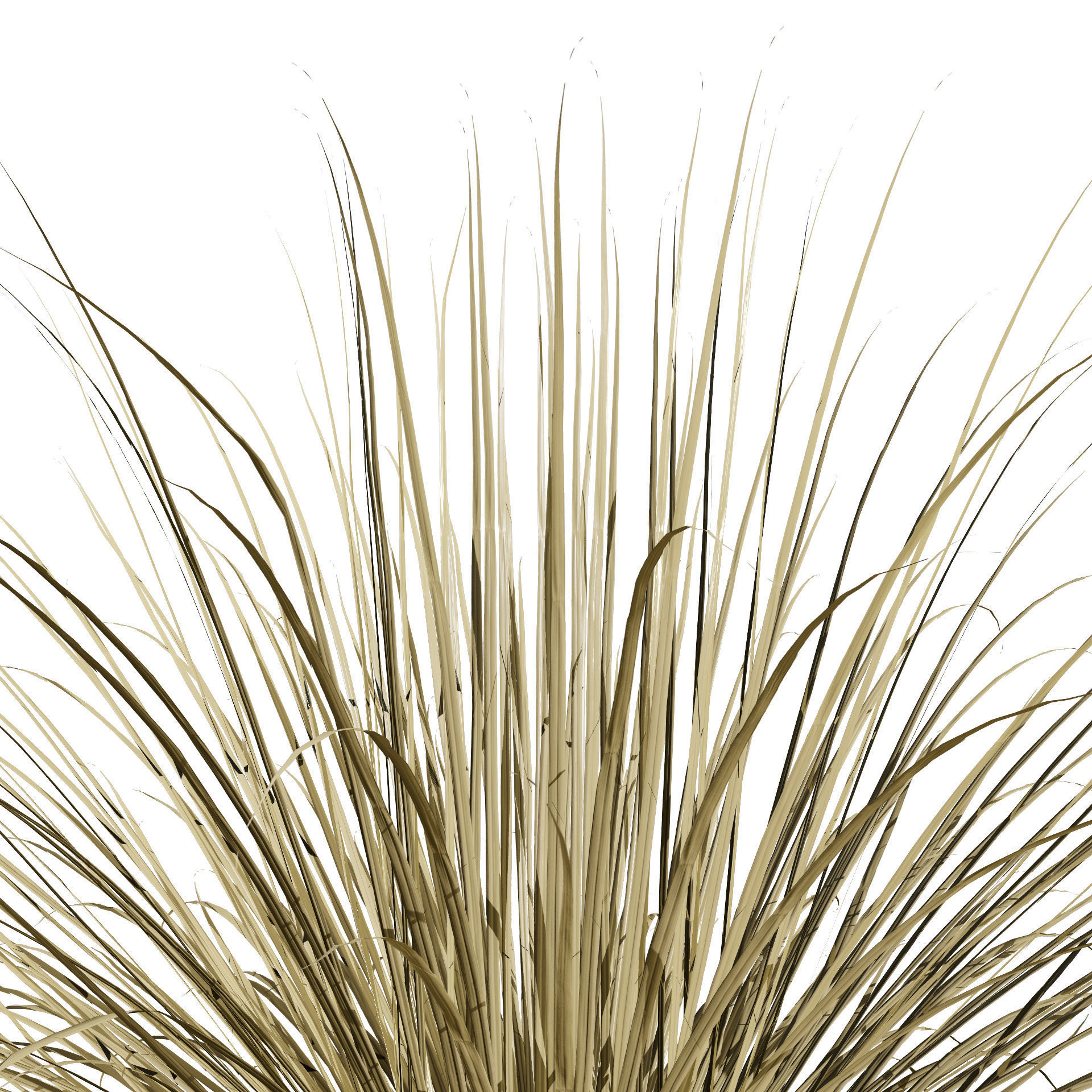 All-Season Blue Fescue 3d model Low-poly 3D model_15