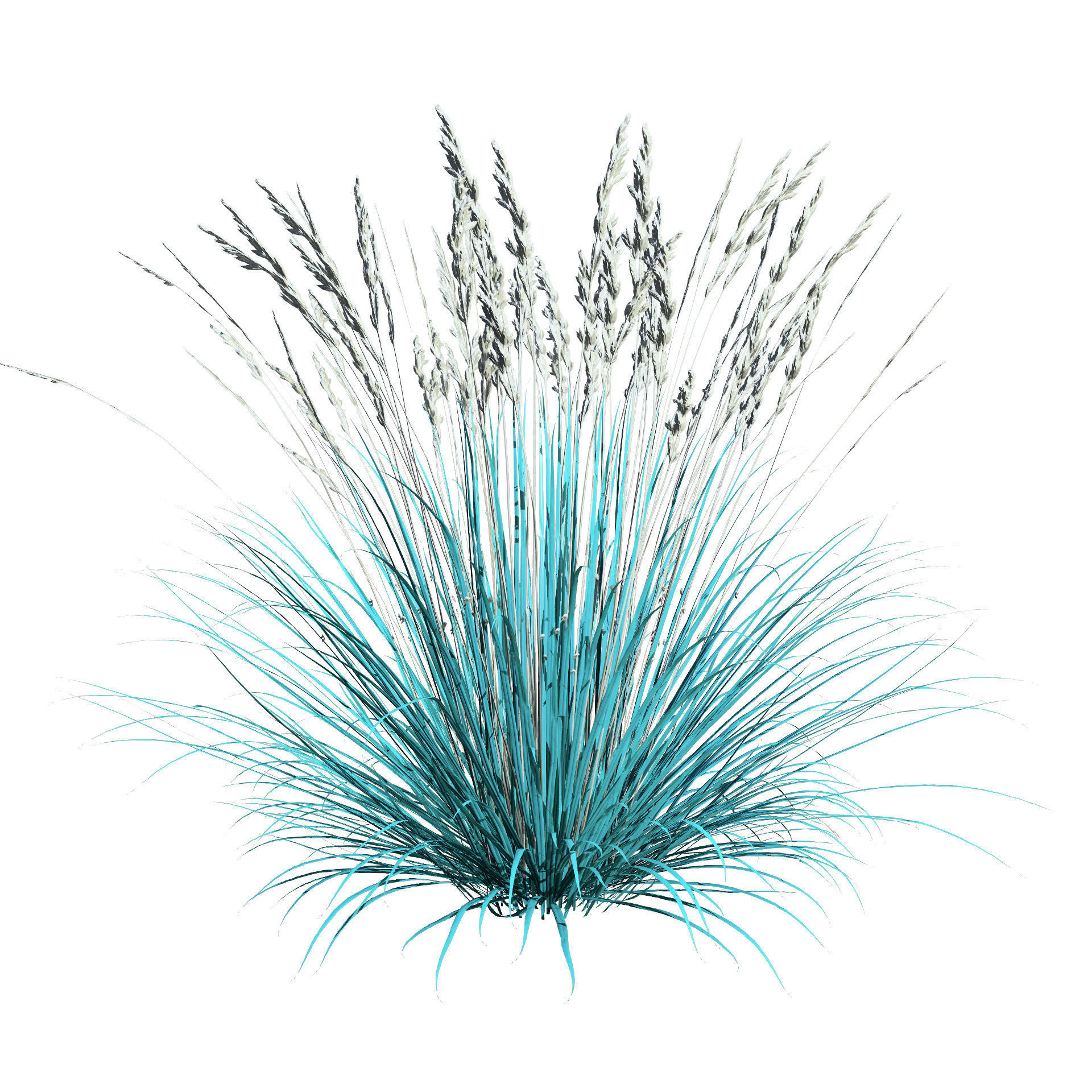 All-Season Blue Fescue 3d model Low-poly 3D model_11