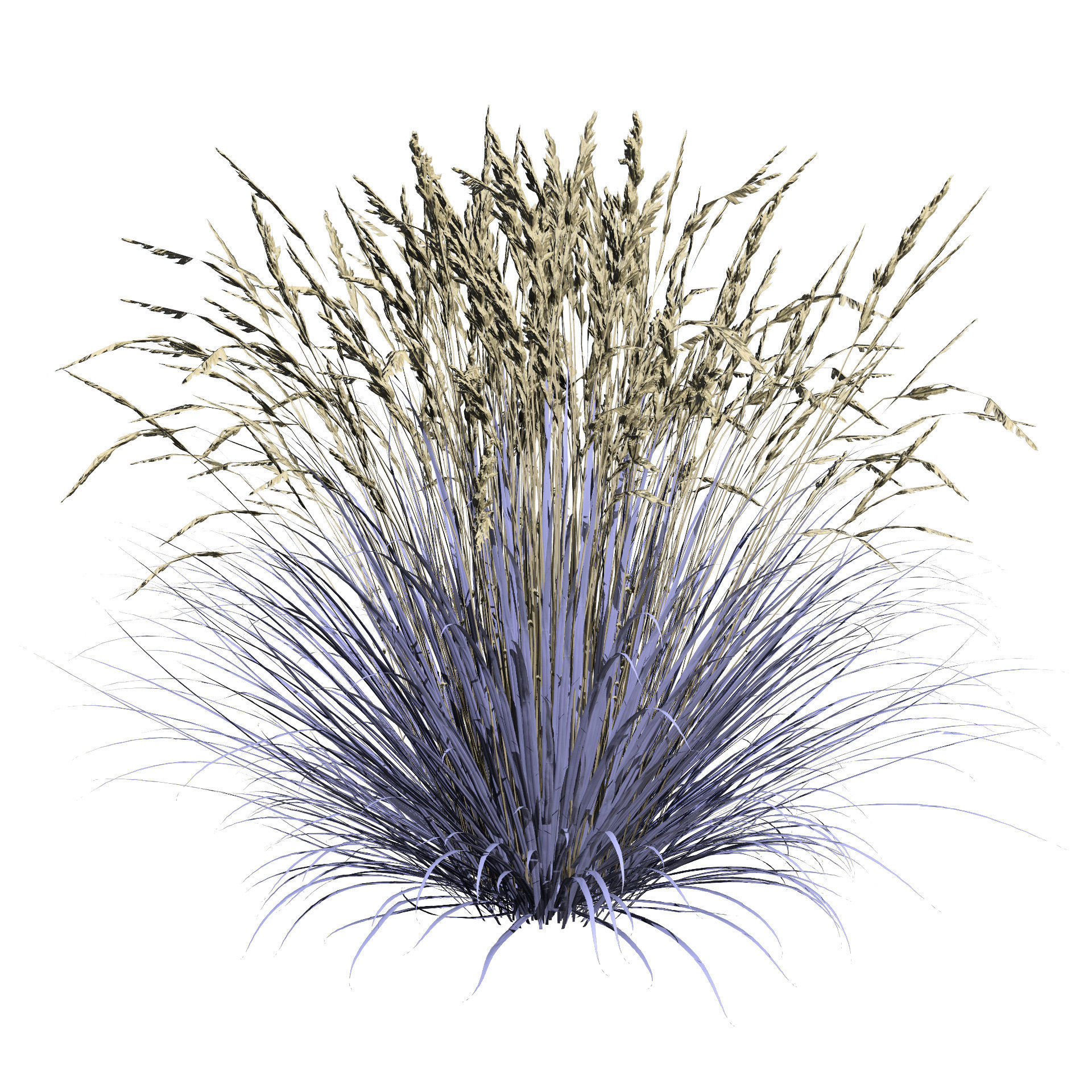 All-Season Blue Fescue 3d model Low-poly 3D model_12