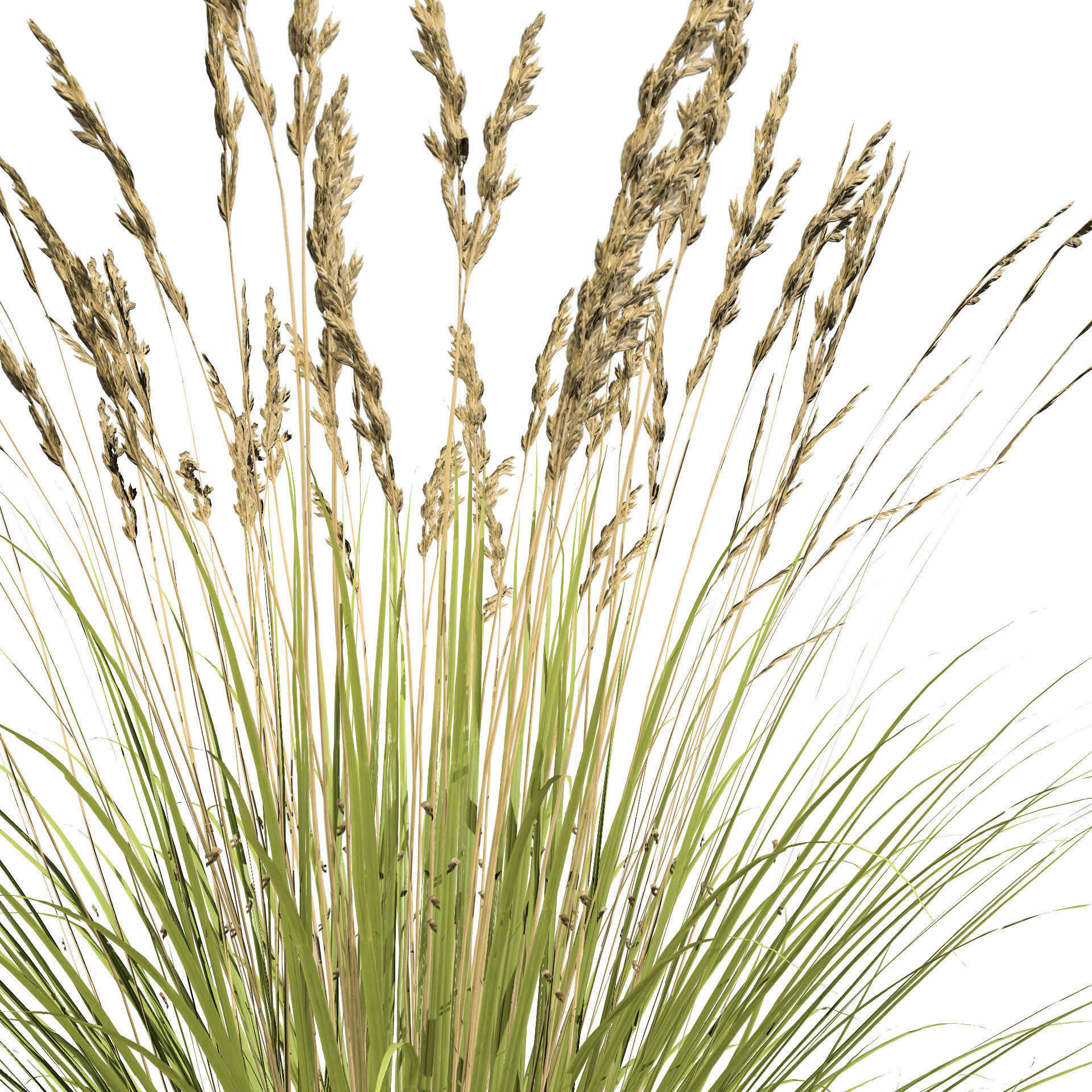 All-Season Blue Fescue 3d model Low-poly 3D model_4