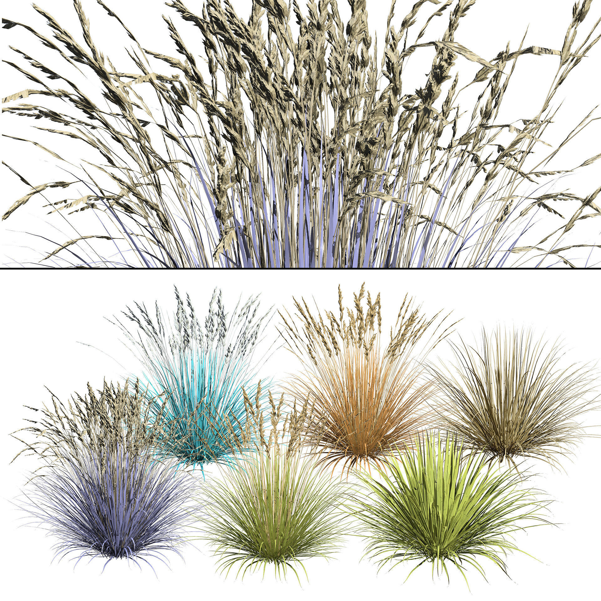 All-Season Blue Fescue 3d model Low-poly 3D model_18
